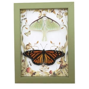Real Monarch Butterfly Luna Moth Collection Framed Taxidermy Sage Green Display