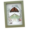 Monarch Butterfly Luna Moth Collection Real Framed Taxidermy Sage Green Display
