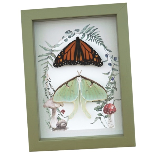Monarch Butterfly Luna Moth Collection Real Framed Taxidermy Sage Green Display