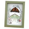 Monarch Butterfly Luna Moth Collection Real Framed Taxidermy Sage Green Display