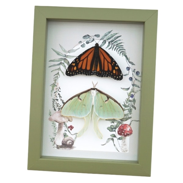Monarch Butterfly Luna Moth Collection Real Framed Taxidermy Sage Green Display