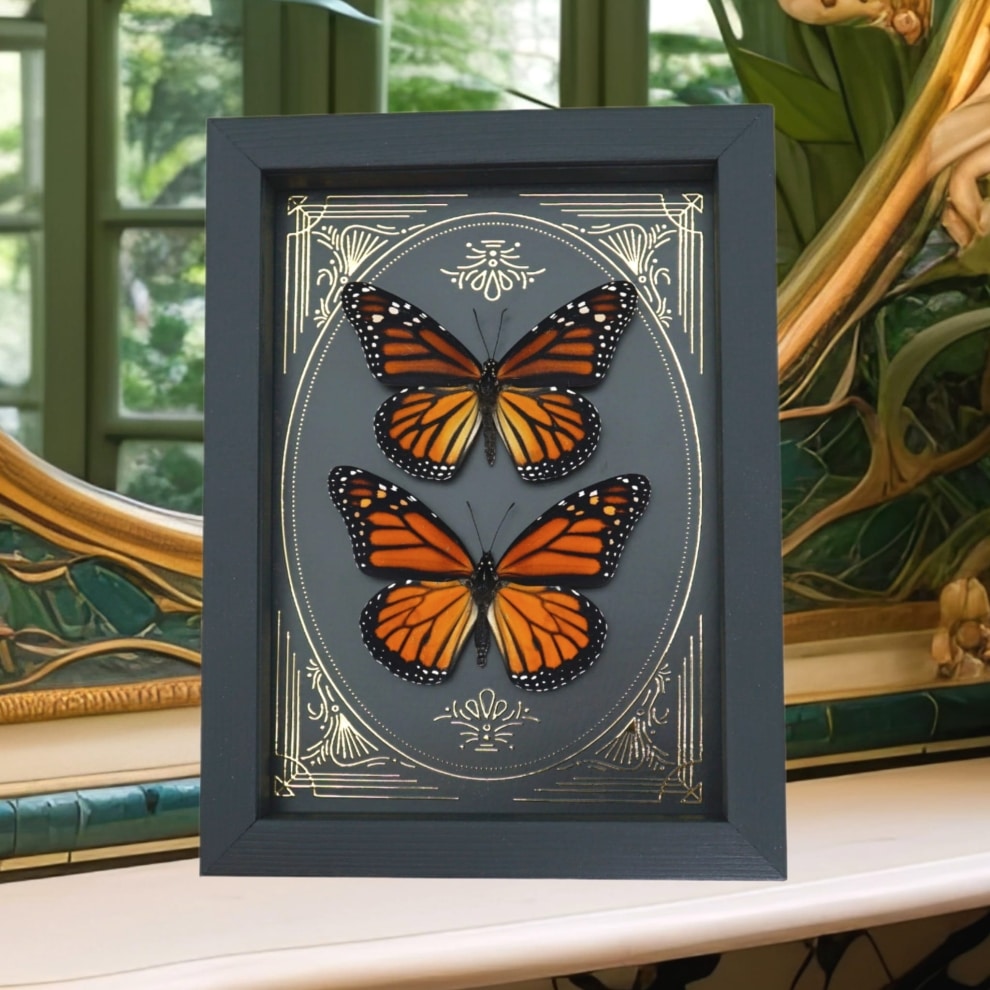Monarch Butterfly Collection Gold Foil Victorian Danaus Plexippus Pair Framed Taxidermy Monarch Butterfly Collection Gold Foil Victorian Danaus Plexippus Pair Framed Taxidermy