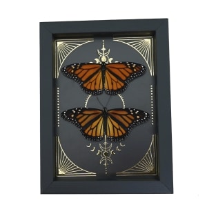 Monarch Butterfly Collection Gold Foil Celestial Danaus Plexippus Pair Framed Taxidermy