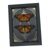 Monarch Butterfly Collection Gold Foil Celestial Danaus Plexippus Pair Framed Taxidermy