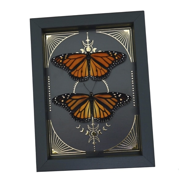 Monarch Butterfly Collection Gold Foil Celestial Danaus Plexippus Pair Framed Taxidermy