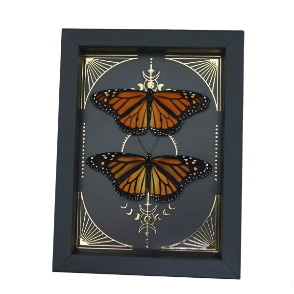 Monarch Butterfly Collection Gold Foil Celestial Danaus Plexippus Pair Framed Taxidermy