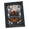 Monarch Butterfly Collection Gold Foil Owls Moon Art Nouveau Danaus Plexippus Pair Framed Taxidermy