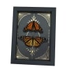 Monarch Butterfly Collection Gold Foil Celestial Danaus Plexippus Pair Framed Taxidermy Display