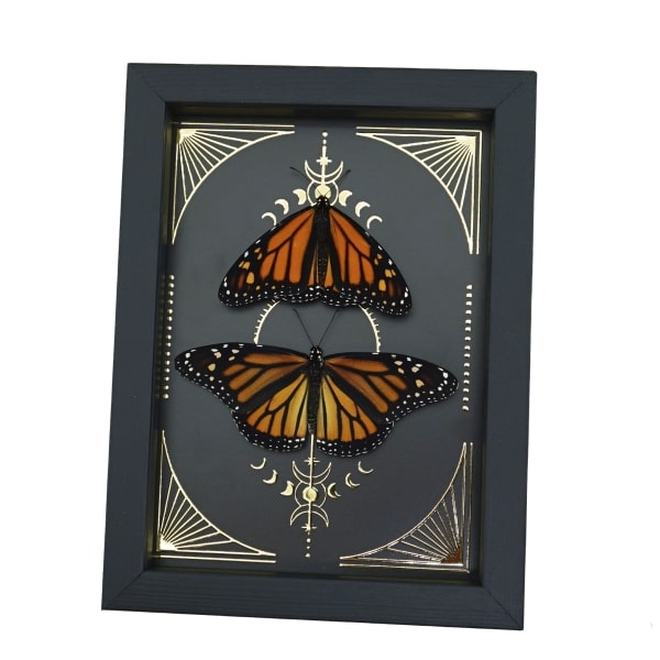 Monarch Butterfly Collection Gold Foil Celestial Danaus Plexippus Pair Framed Taxidermy Display