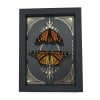 Monarch Butterfly Collection Gold Foil Celestial Danaus Plexippus Pair Framed Taxidermy Display