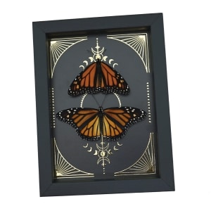 Monarch Butterfly Collection Gold Foil Celestial Danaus Plexippus Pair Framed Taxidermy Display