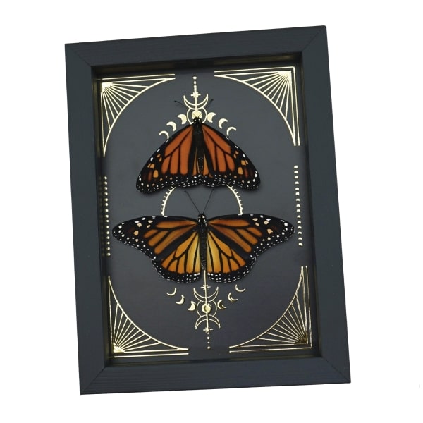 Monarch Butterfly Collection Gold Foil Celestial Danaus Plexippus Pair Framed Taxidermy Display