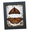 Real Framed Monarch Butterfly Pair Forest Mushrooms Butterflies Taxidermy Display
