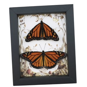 Real Framed Monarch Butterfly Pair Forest Mushrooms Butterflies Taxidermy Display