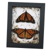 Real Framed Monarch Butterfly Pair Forest Mushrooms Butterflies Taxidermy Display