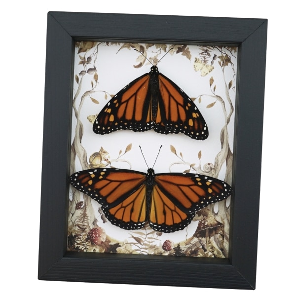 Real Framed Monarch Butterfly Pair Forest Mushrooms Butterflies Taxidermy Display