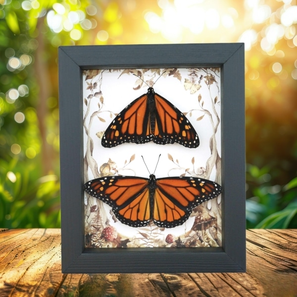 Real Framed Monarch Butterfly Pair Forest Mushrooms Butterflies Taxidermy Display