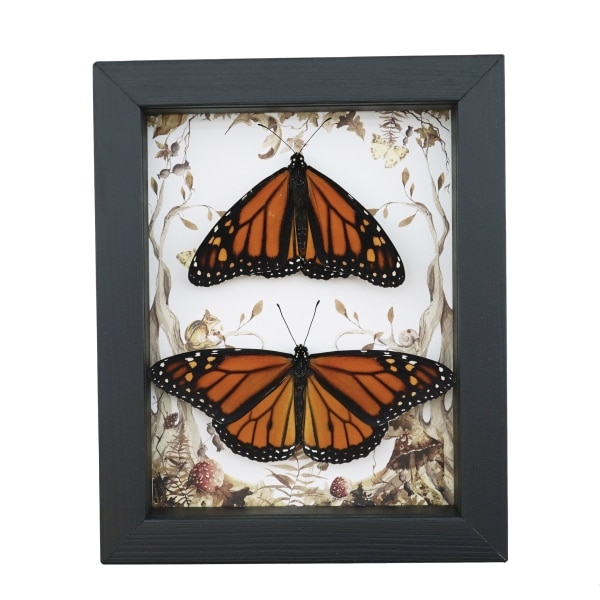 Real Framed Monarch Butterfly Pair Forest Mushrooms Butterflies Taxidermy Display