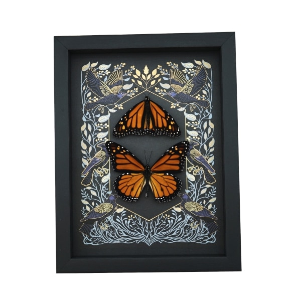 Framed Monarch Butterflies Gothic Ravens Danaus Plexippus Butterfly Set Taxidermy Display