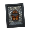 Framed Monarch Butterflies Gothic Ravens Danaus Plexippus Butterfly Set Taxidermy Display