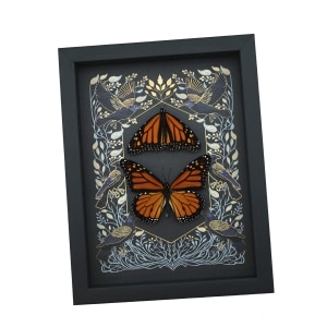 Framed Monarch Butterflies Gothic Ravens Danaus Plexippus Butterfly Set Taxidermy Display
