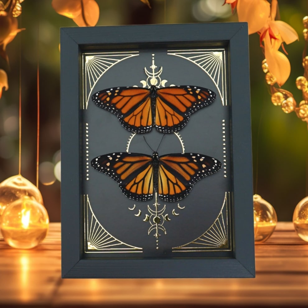 Monarch Butterfly Collection Gold Foil Celestial Danaus Plexippus Pair Framed Taxidermy