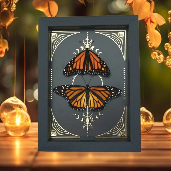 Monarch Butterfly Collection Gold Foil Celestial Danaus Plexippus Pair Framed Taxidermy Display