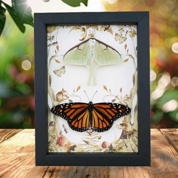 Real Monarch Butterfly Luna Moth Collection Framed Taxidermy Display