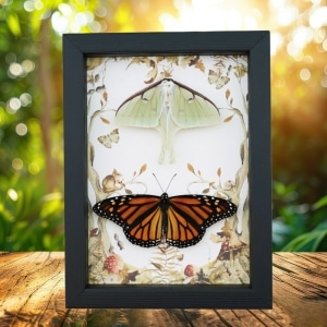 Real Monarch Butterfly Luna Moth Collection Framed Taxidermy Display