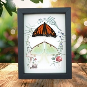 Monarch Butterfly Luna Moth Collection Real Framed Taxidermy Display