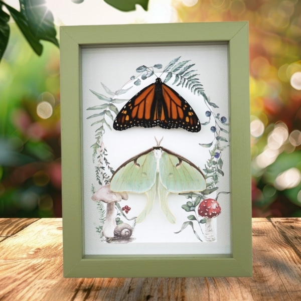 Monarch Butterfly Luna Moth Collection Real Framed Taxidermy Sage Green Display