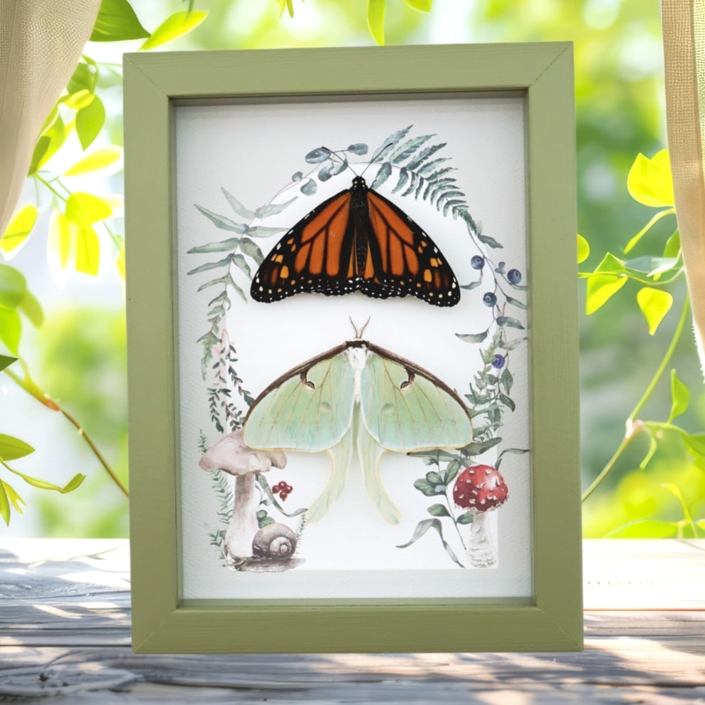Monarch Butterfly Luna Moth Collection Real Framed Taxidermy Sage Green Display Monarch Butterfly Luna Moth Collection Real Framed Taxidermy Sage Green Display
