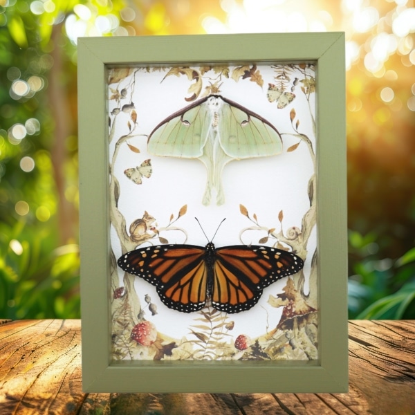 Real Monarch Butterfly Luna Moth Collection Framed Taxidermy Sage Green Display