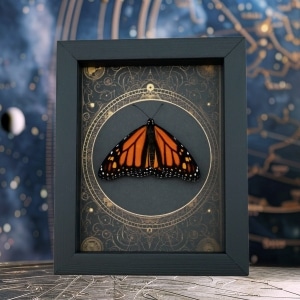 Real Framed Monarch Butterfly Steampunk Danaus plexippus Resting Taxidermy Display