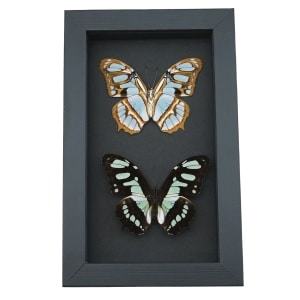 Siproeta stelenes Butterfly Set Malachite Green Butterflies Framed Taxidermy Moonlight Display