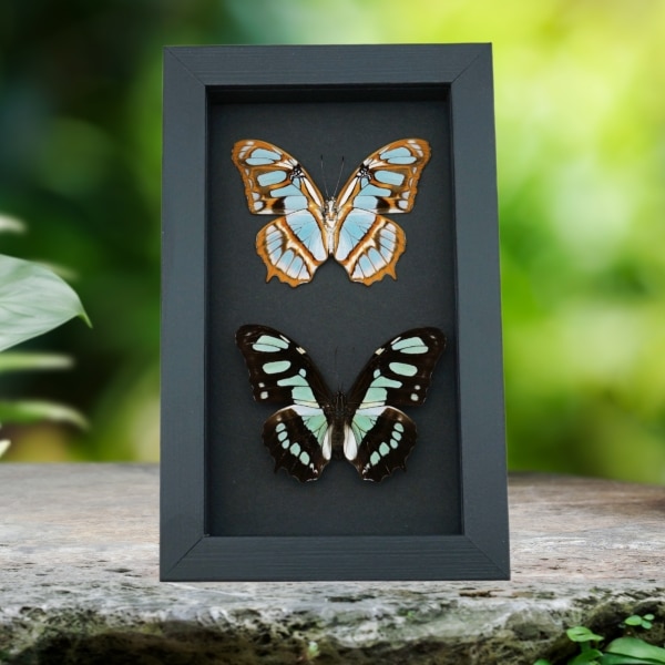 Siproeta stelenes Butterfly Set Malachite Green Butterflies Framed Taxidermy Moonlight Display