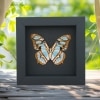 Malachite Butterfly Framed Taxidermy Siproeta stelenes Verso Moonlight Display