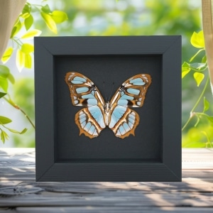 Malachite Butterfly Framed Taxidermy Siproeta stelenes Verso Moonlight Display