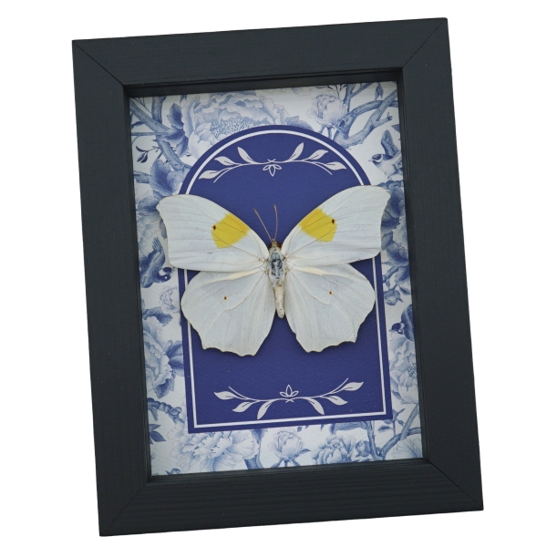 Anteos clorinde Butterfly White angled sulphur Blue White French Framed Taxidermy Display