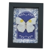 Anteos clorinde Butterfly White angled sulphur Blue White French Framed Taxidermy Display