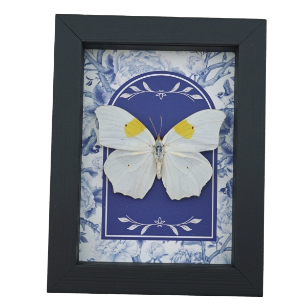 Anteos clorinde Butterfly White angled sulphur Blue White French Framed Taxidermy Display
