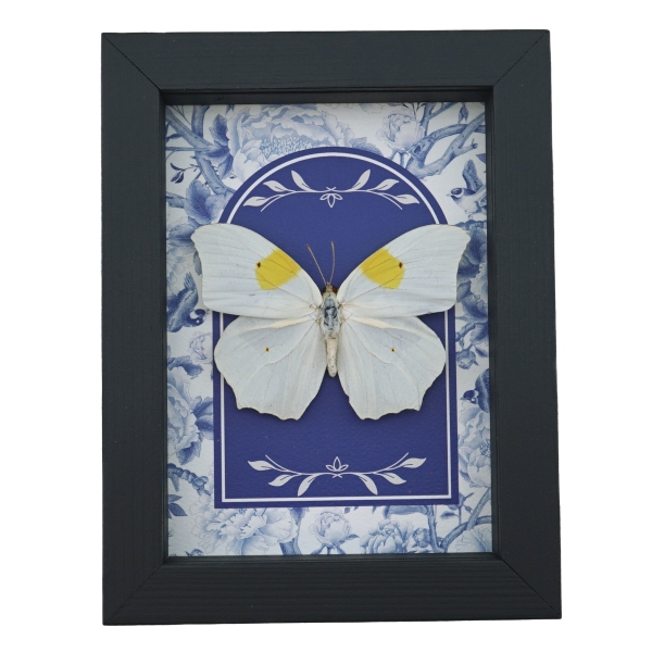 Anteos clorinde Butterfly White angled sulphur Blue White French Framed Taxidermy Display