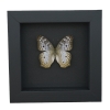 White Peacock Butterfly Anartia jatrophae Female Real Framed Taxidermy Moonlight Display