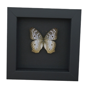 White Peacock Butterfly Anartia jatrophae Female Real Framed Taxidermy Moonlight Display