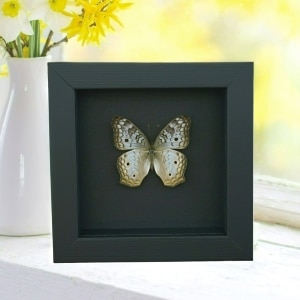 White Peacock Butterfly Anartia jatrophae Female Real Framed Taxidermy Moonlight Display