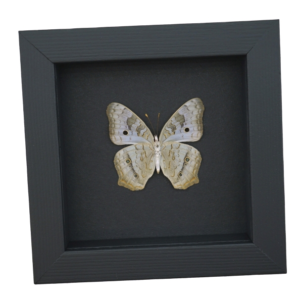 White Peacock Butterfly Anartia jatrophae Female Verso Real Framed Taxidermy Moonlight Display
