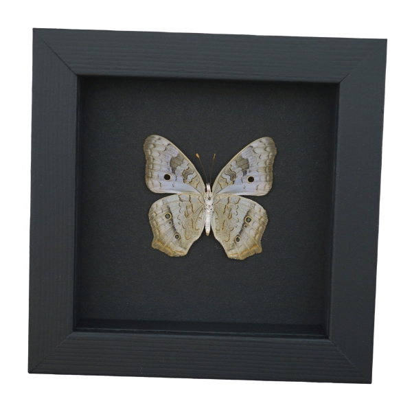 White Peacock Butterfly Anartia jatrophae Female Verso Real Framed Taxidermy Moonlight Display
