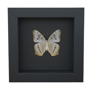White Peacock Butterfly Anartia jatrophae Female Verso Real Framed Taxidermy Moonlight Display