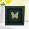 White Peacock Butterfly Anartia jatrophae Female Verso Real Framed Taxidermy Moonlight Display