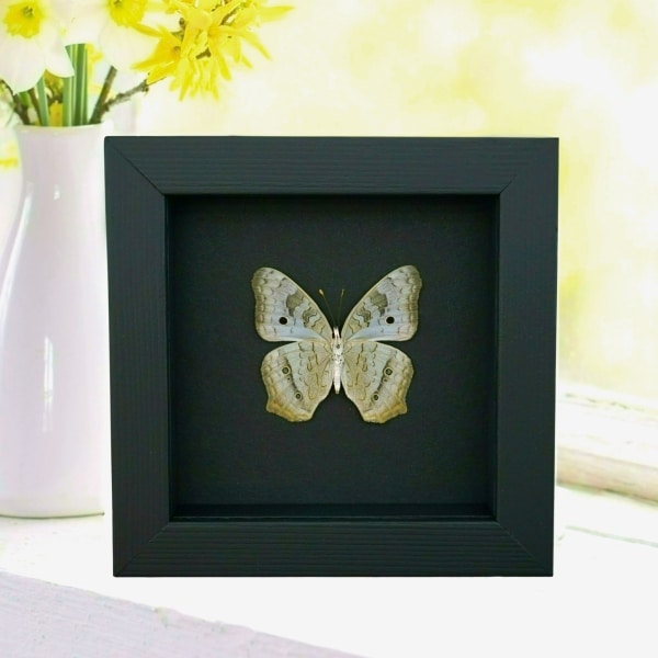 White Peacock Butterfly Anartia jatrophae Female Verso Real Framed Taxidermy Moonlight Display